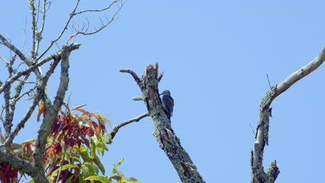 pájaro carpintero de vientre rojo en un tronco de árbol y ramas
