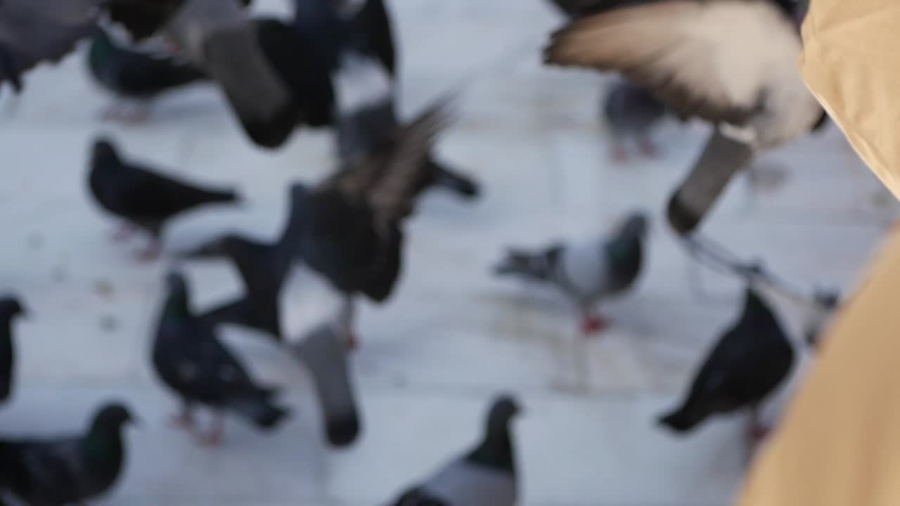 도시 에서 비둘기 들 에게 먹이 를 주는 것