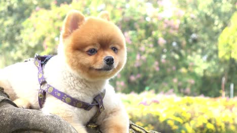 pomeranian dog cute pets