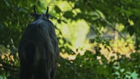 short shot of an ibex from behing as it munches on some grass and lets the hours go by under the shade og a big tree