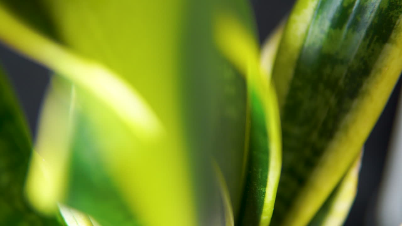 hojas de plantas de maíz y borlas balanceándose en el campo contra el cielo brillante en un día soleado
