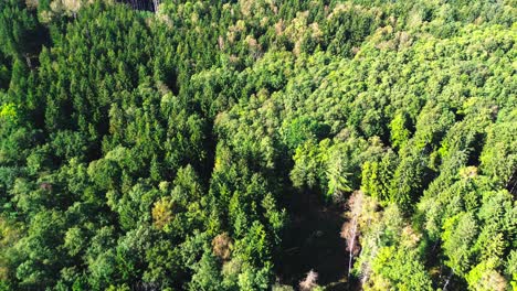 Vista-Aérea-De-Arriba-Hacia-Abajo-De-Un-Exuberante-Bosque-Verde-En-Verano,-4k