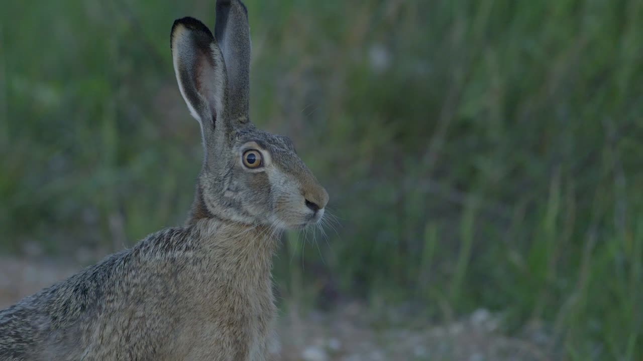 Wild hare running and eating on the road slow motion with big eyes