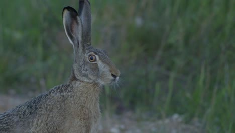 liebre salvaje corriendo y comiendo en la carretera a cámara lenta con ojos grandes