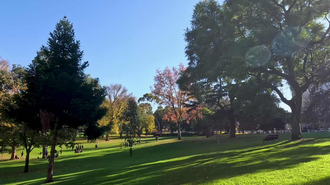 árboles y hierba en un tranquilo parque