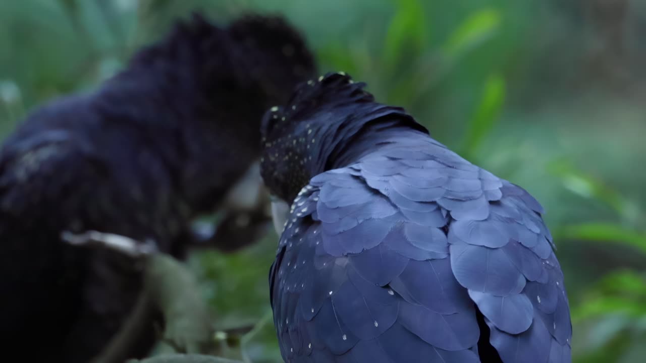 Two black cockatoos engage in detailed feather preening amidst lush green foliage.