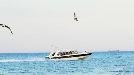flying seagulls above passenger ship. view of sailing passenger ship with flying flock of seagulls