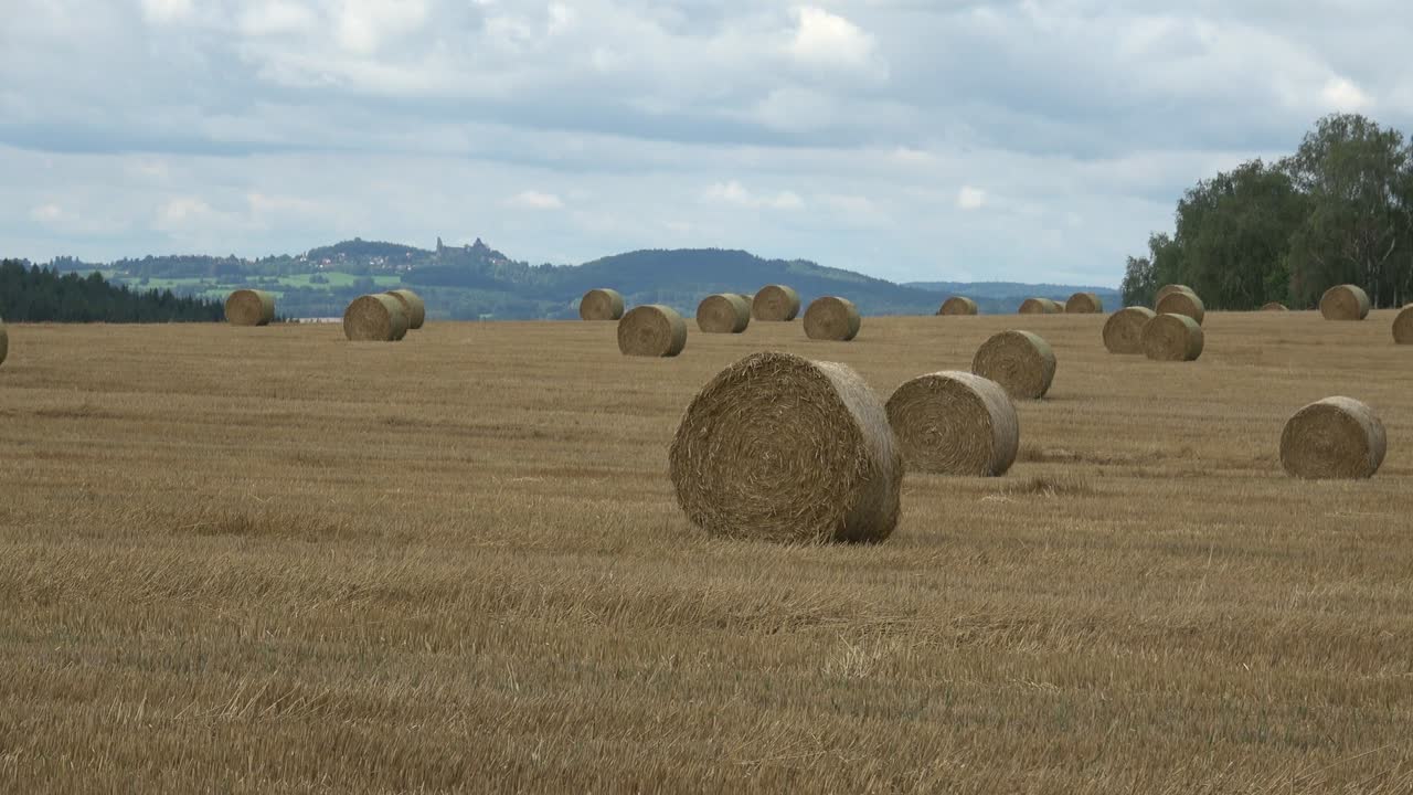 campo de trigo después de la cosecha con balas de paja. fila de balas de pava en el campo. paisaje agrícola.