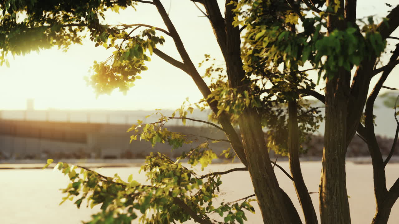 ⁇ 빛이 해변의 나무를 통해  ⁇ 아져 나옵니다.