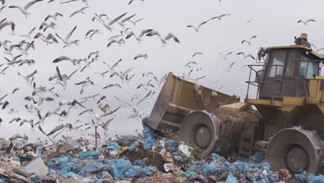Vögel-Fliegen-über-Fahrzeuge,-Die-Den-Auf-Einer-Mülldeponie-Gestapelten-Müll-Wegräumen