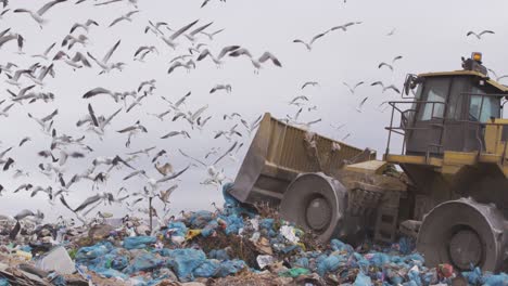 birds flying over vehicles clearing rubbish piled on a landfill full of trash