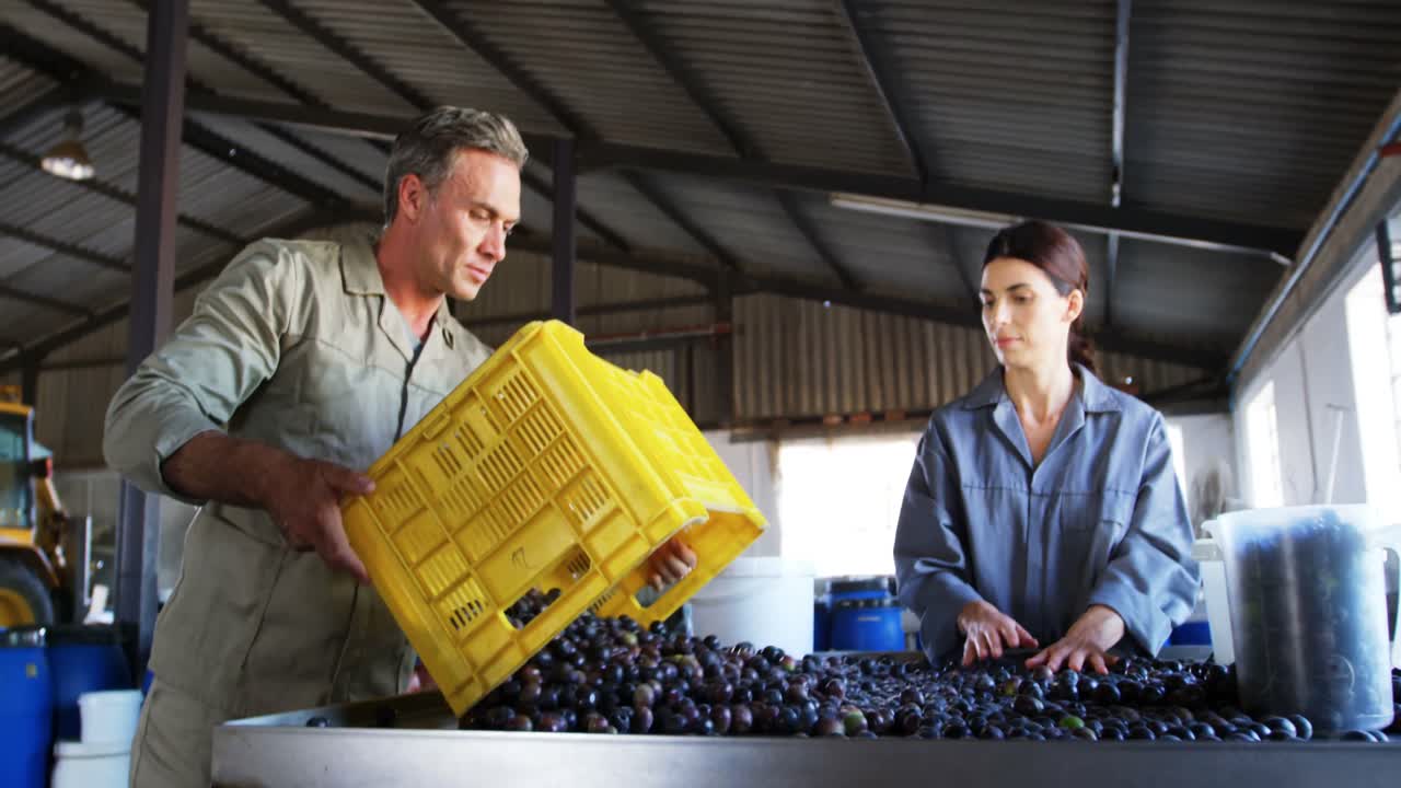 Workers checking a harvested olives in factory 4k