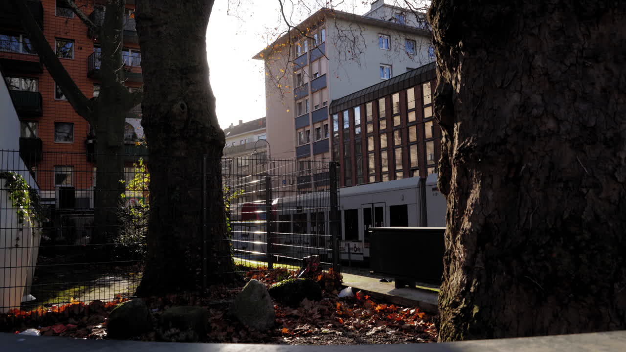 밝은 빛이 독일 콜른의 도시 나무를 고 있습니다. 자연과 도시 건축물이 인 조용한 장면, 가을 잎과 불꽃 사이에서 포착되었습니다.