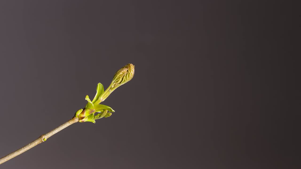 La vidéo de stock en accéléré Time-Lapse Bud Sprouts Flower Leaf capture magnifiquement le miracle naturel de la croissance des plantes à travers une séquence en accéléré fluide et visuellement attrayante. Cette vidéo présente des bourgeons qui éclosent progressivement.