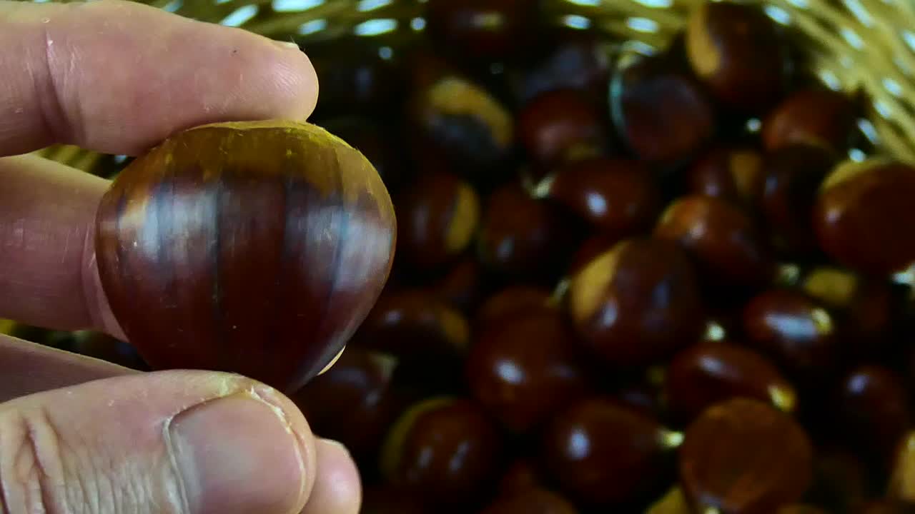Close-up, macro view of freshly harvested chestnuts with rich, textured details in natural lighting.