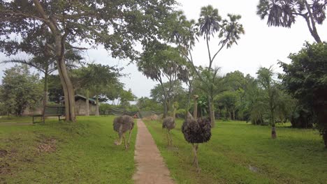 Strauße-Wandern-In-Diani,-Kenia