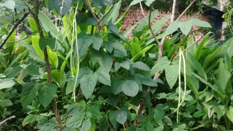 fresh and ripe cow peas hanging from a green bush in the sunshine on a farm