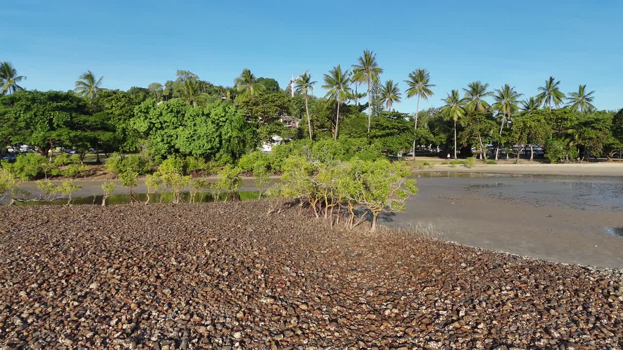 Drone footage captures lush mangroves and palm trees under clear skies in Port Douglas, showcasing a serene tropical landscape