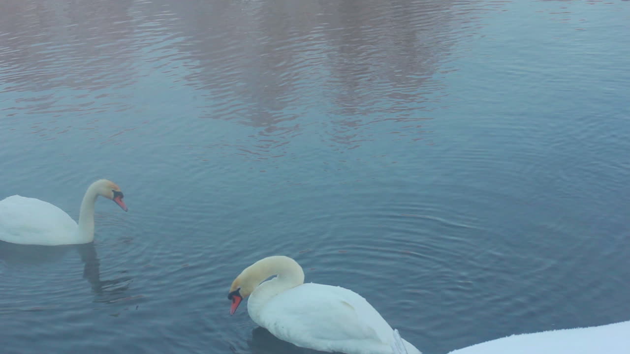 las aves limpian las plumas en el lago forestal en invierno. paisaje de invierno
