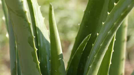 close-up view of aloe vera leaves