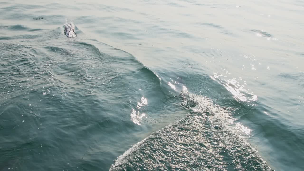 Dotted dolphin swimming in the clear waters of Piura, Peru, with gentle waves