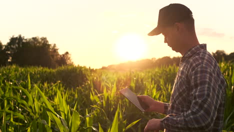 a farmer in his cornfield examines his crops with a digital tablet at sunset