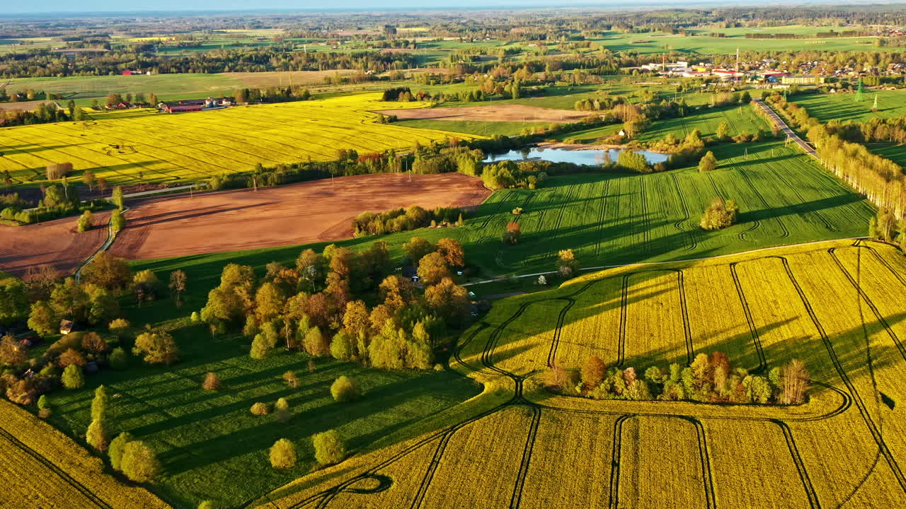 Aerial view of golden rapeseed fields during golden hour in spring countryside
