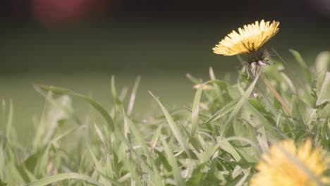 diente de león en el campo