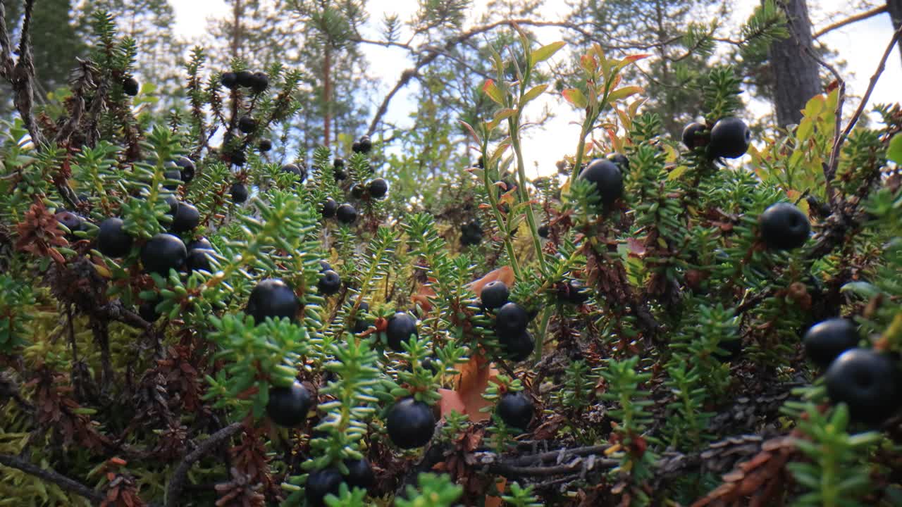 야생 식물인  ⁇ 페트럼 니그럼, 블랙 크로버리, 에리카세이