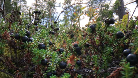 plantas selvagens empetrum nigrum, crowberry preto, ericaceae.