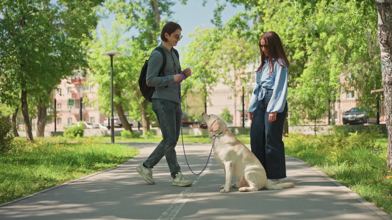 Adiestramiento canino logrado, métodos positivos guían a un labrador sentado tranquilamente. Un adiestramiento canino exitoso implica enseñar paciencia y disciplina mediante estrategias de refuerzo positivo.