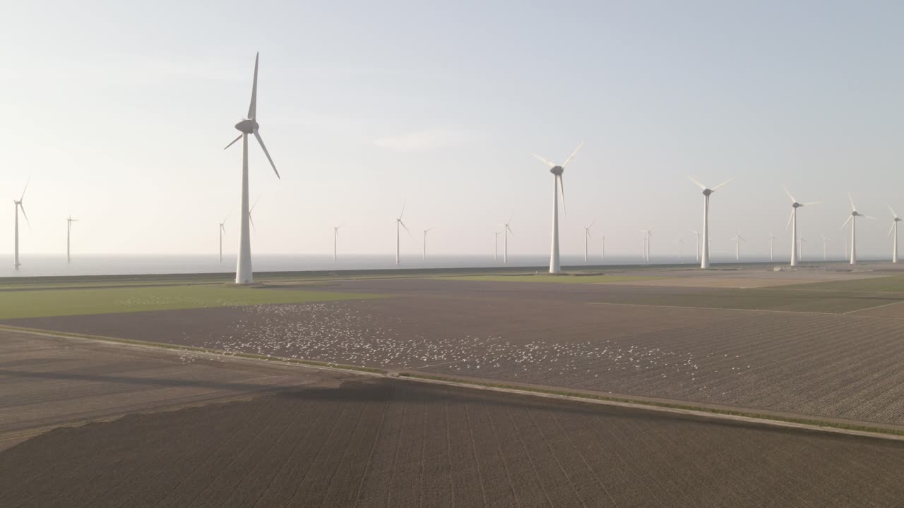 большая стая птиц летит над фермерскими полями с ветряными турбинами на заднем плане, сельское хозяйство в голландии