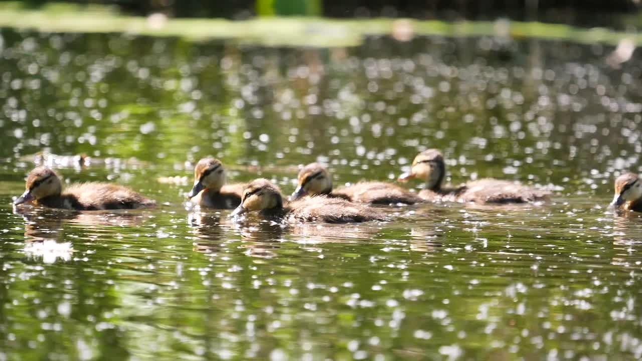 grupo de patos flotando en el estanque de verano, primer plano