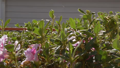 Electric-hedge-trimmer-tool-being-used-to-trim-bushes