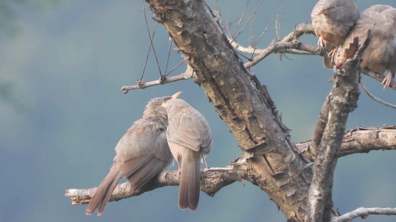 木の上でくつろぐジャングルバブラーの鳥たち。