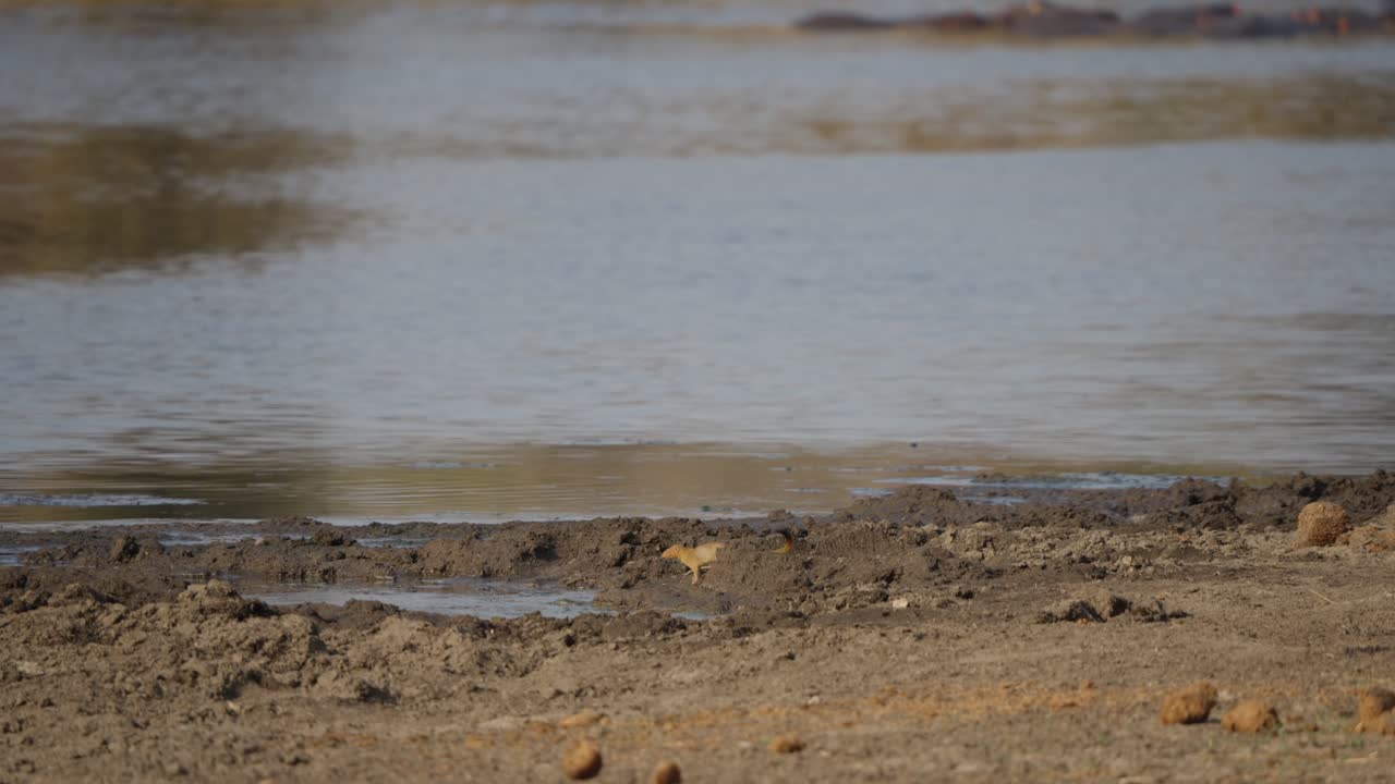 Slender mongoose drinking at a muddy watering hole in Kruger National Park, South Africa. Wild African mammal hydrating at water’s edge in savanna habitat, wildlife behavior