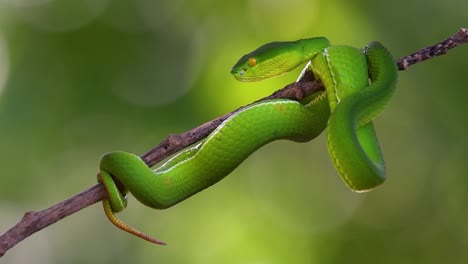 la víbora de labios blancos es una víbora venenosa endémica del sudeste asiático y a menudo se encuentra durante la noche esperando en una rama o rama de un árbol cerca de un cuerpo de agua con muchos alimentos