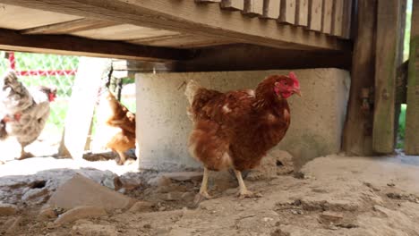 chickens under a wooden structure