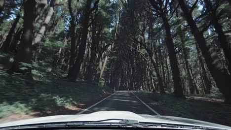 forest road winding through dense woodland, green canopy arching overhead while car traveling through serene natural landscape with sunlight filtering between tall trees