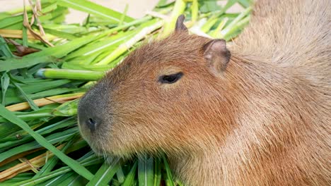 capybara enjoying fresh greens in natural habitat