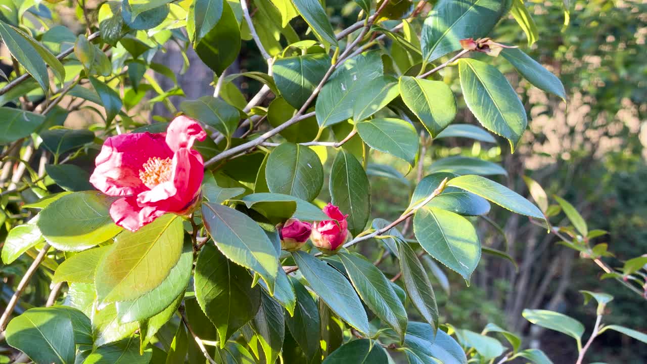 Nahaufnahme von leuchtend rosafarbenen Kamelienblüten, die sanft an grünen Ästen im Sonnenlicht schaukeln