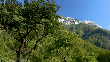Huerta-De-Manzanas-En-Otoño,-Montañas-En-El-Fondo,-Logarska-Dolina,-Eslovenia,-Zoom-Out-Pan