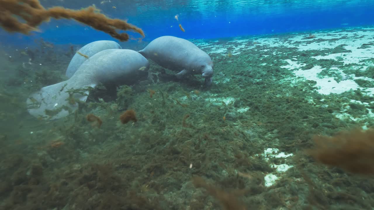 Underwater view of manatees grazing on seagrass in a clear Florida spring alongside fish