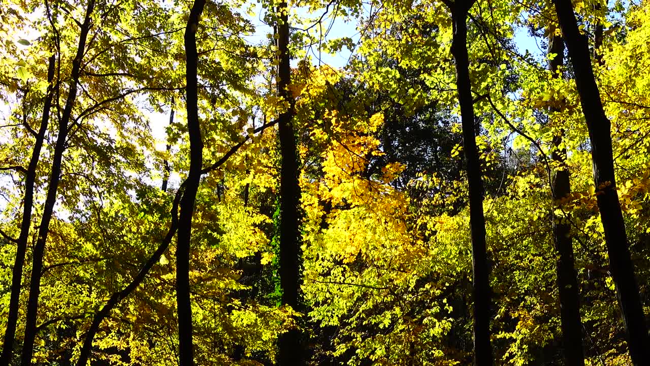 Arbres d'automne en octobre.