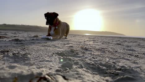 Un-Perro-Boxeador-Espera-Ansiosamente-Que-Le-Lancen-Un-Palo-Y-Luego-Salta-Para-Ti-Al-Amanecer-En-Una-Playa-De-Arena-En-Cámara-Lenta