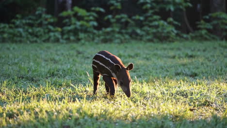 baby tapir foraging in sunlit grass