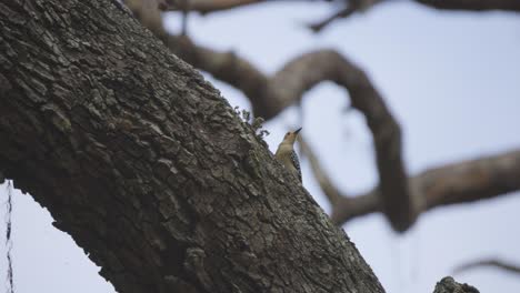pájaro carpintero de vientre rojo sentado en la rama de un árbol y volando lejos en cámara lenta