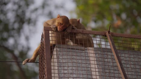 close up of monkey leaning on metal structure sleeping in city