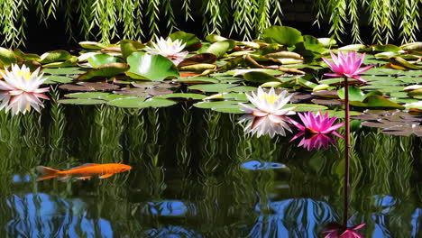 koi fish and water lilies in a serene pond