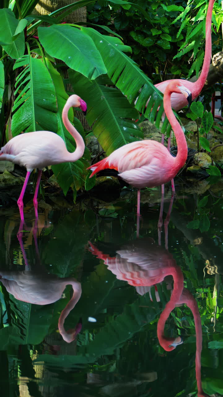 Close up of beautiful, pink flamingos standing in water at a zoo